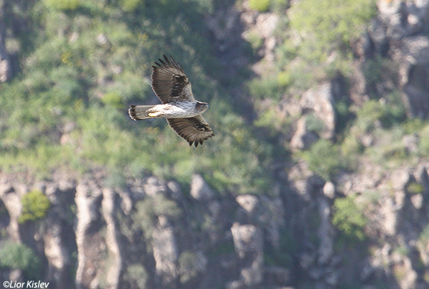 עיט ניצי Bonellis Eagle Hieraaetus fasciatus                                        גמלא, מרץ 2007
